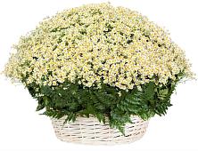 Цветочная композиция из Ромашки в корзине #REPLACE_PRED# Псебае